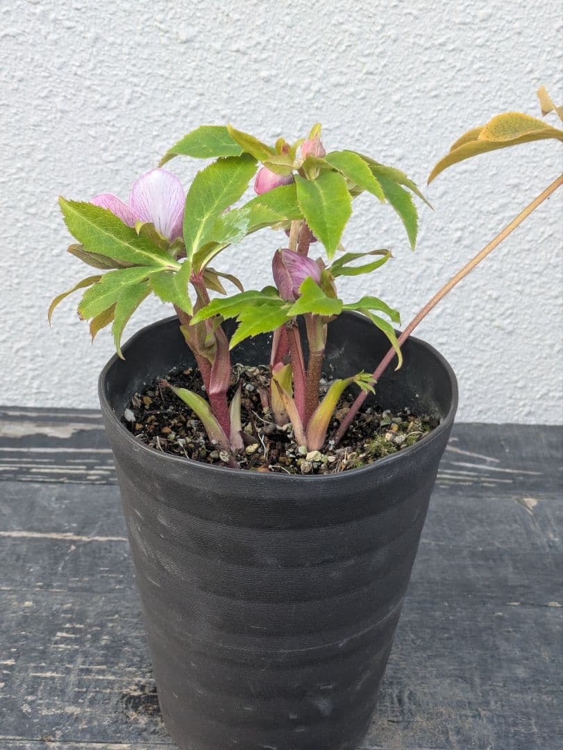 【広瀬園芸】クリスマスローズ ソレイユ系dd 蕾複数有