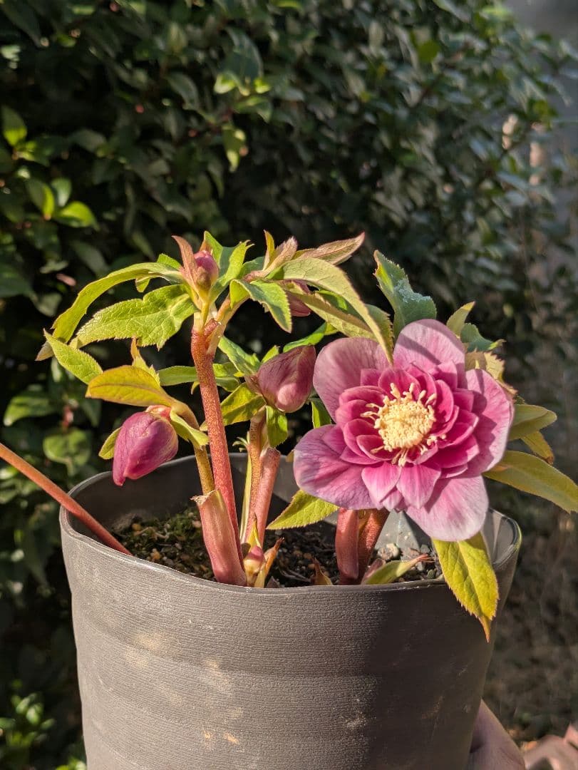 【広瀬園芸】クリスマスローズ ソレイユ系dd 蕾複数有