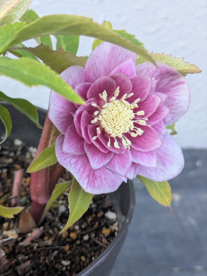 【広瀬園芸】クリスマスローズ ソレイユ系dd 蕾複数有