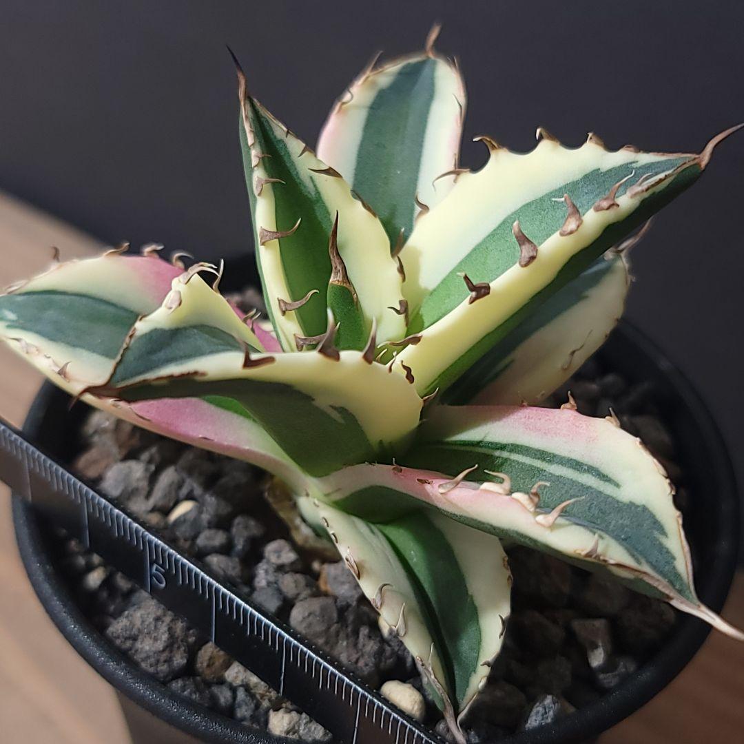 〖スナグルトゥース〗アガベチタノタ斑入り