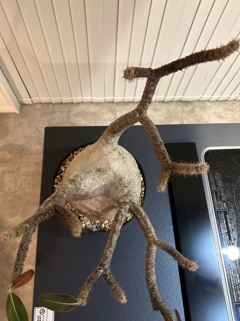 パキポディウムグラキリス　大小セット