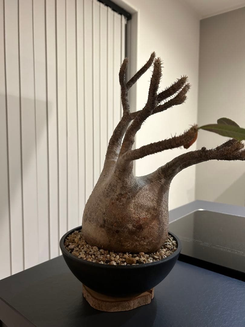 パキポディウムグラキリス　大小セット