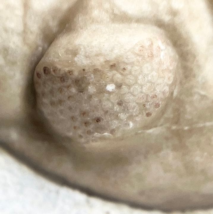三葉虫　化石　Kainops