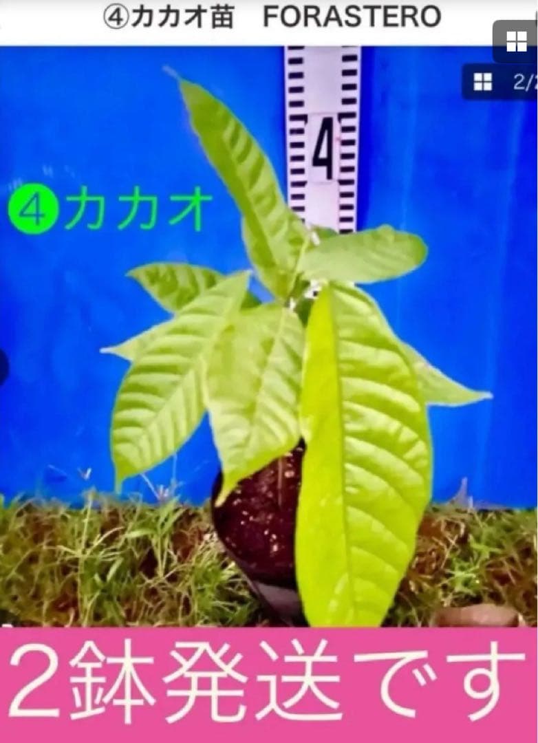 カカオ苗2鉢組　トリニタリオ種