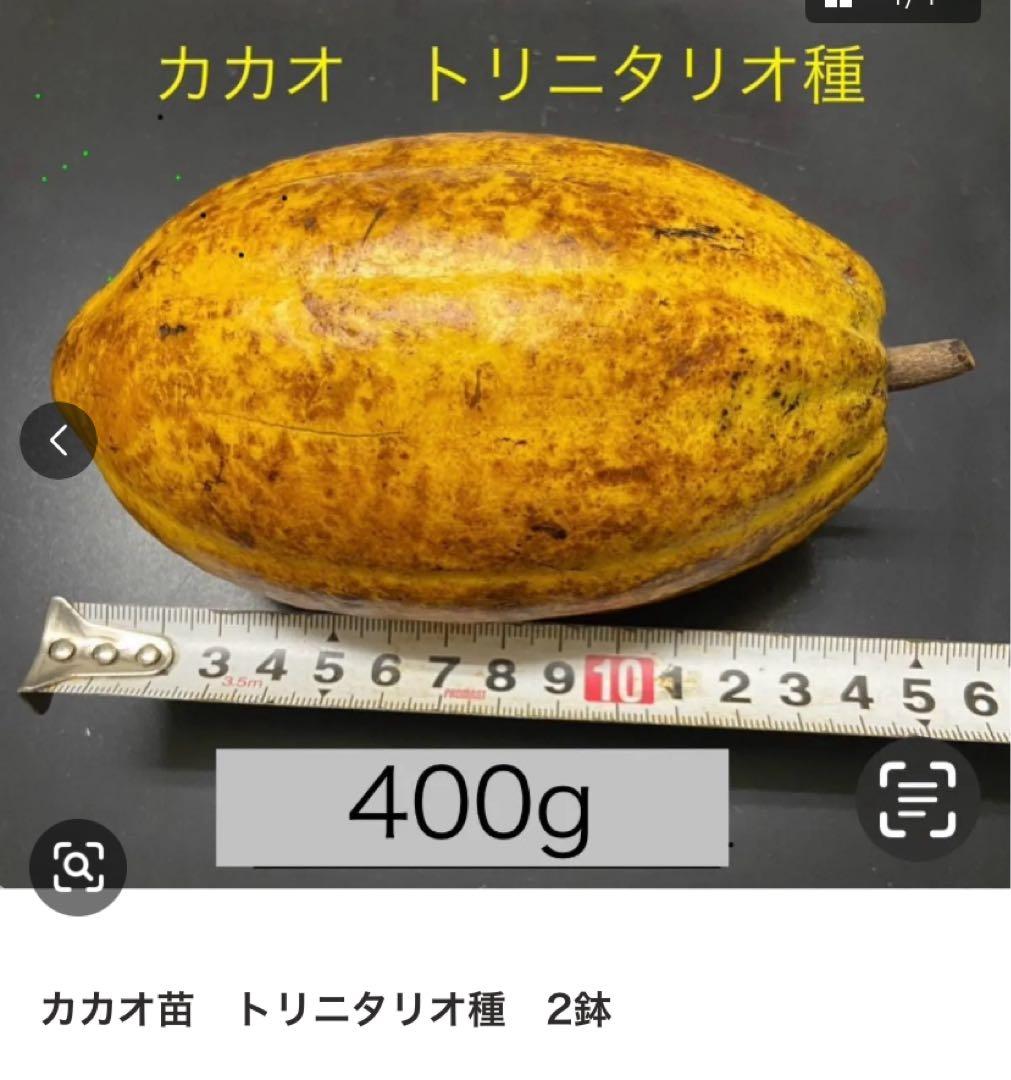 カカオ苗2鉢組　トリニタリオ種