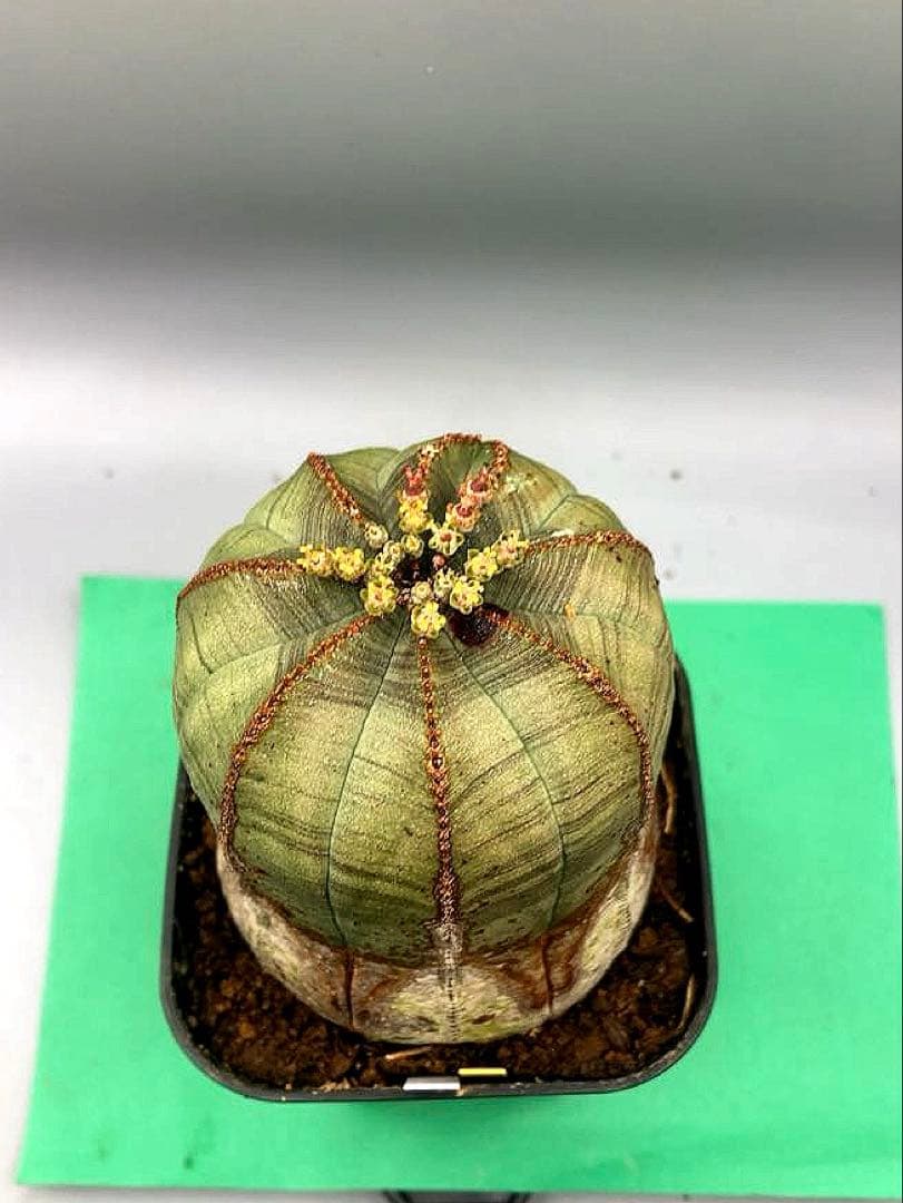 《3号WY》ユーフォルビア　オールド　オベサ　雌株