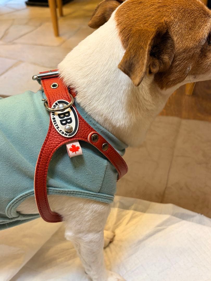 【Buddy Belts】⭐️バディベルト ハーネス 6号 レッド 本革 カナダ製