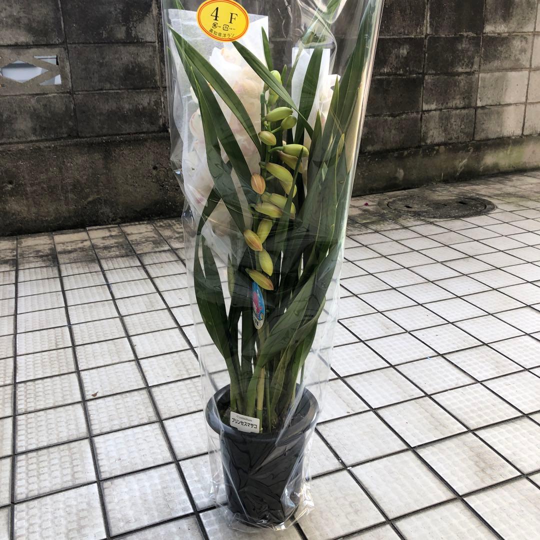 ミッケ