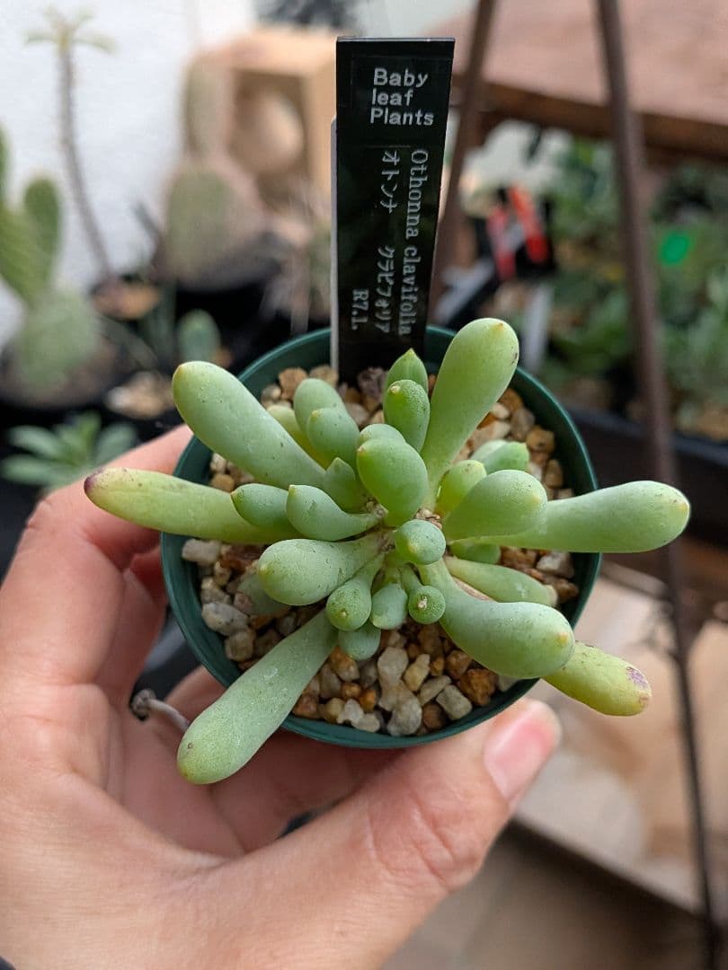 オトンナ　レトロルサ　ユーフォルビオイデス　スティンコフ　クラビフォリア冬型塊根