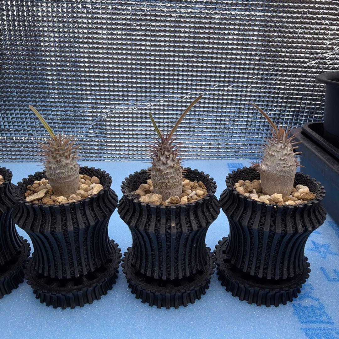 グラキリス　実生14 5株セット