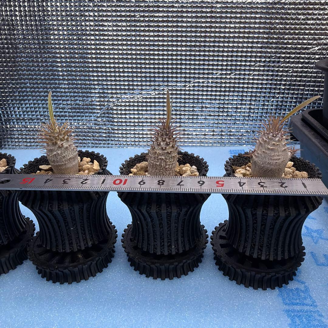 グラキリス　実生14 5株セット