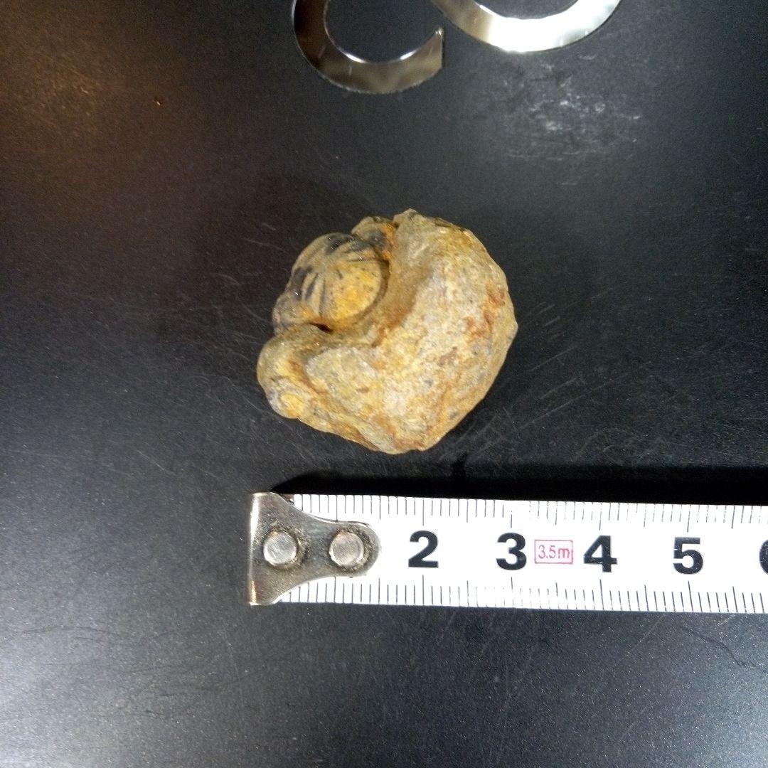 三葉虫　化石　fossil　ボリビア産　トライロバイト　三葉虫個体⑦