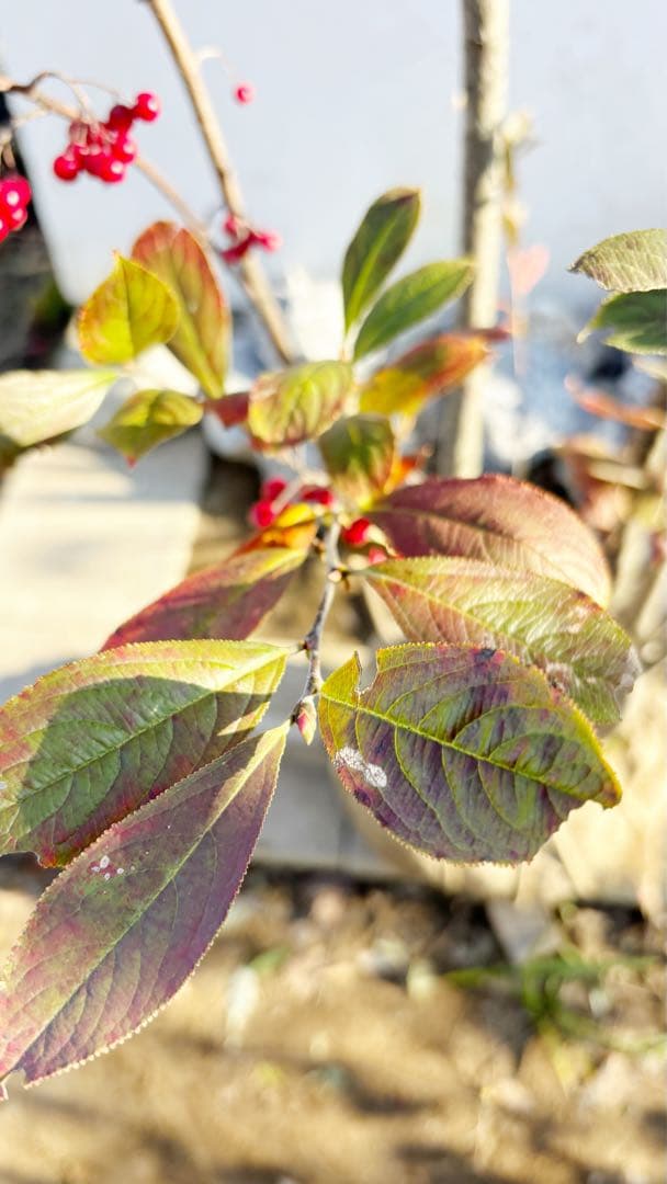 優良株。アロニアクックベリー株立ち2.7M(鉢底から)品番A