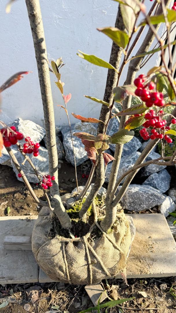 優良株。アロニアクックベリー株立ち2.7M(鉢底から)品番A