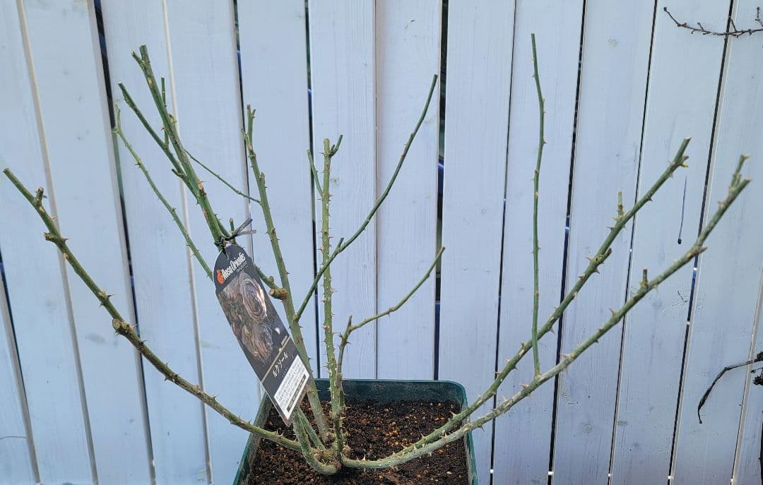 【冬季特大大苗】●バラ苗●ルクソール●国産苗 8号鉢植え●ロサオリエンティス●