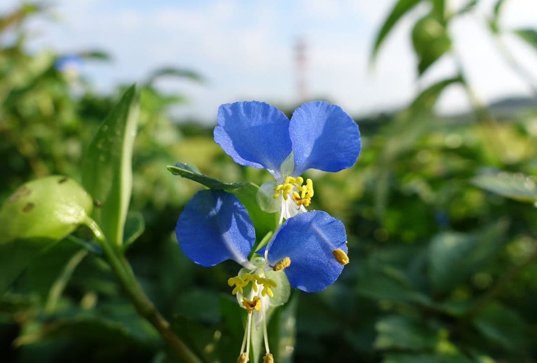 SONY RX100M3 撮影超極少 美品