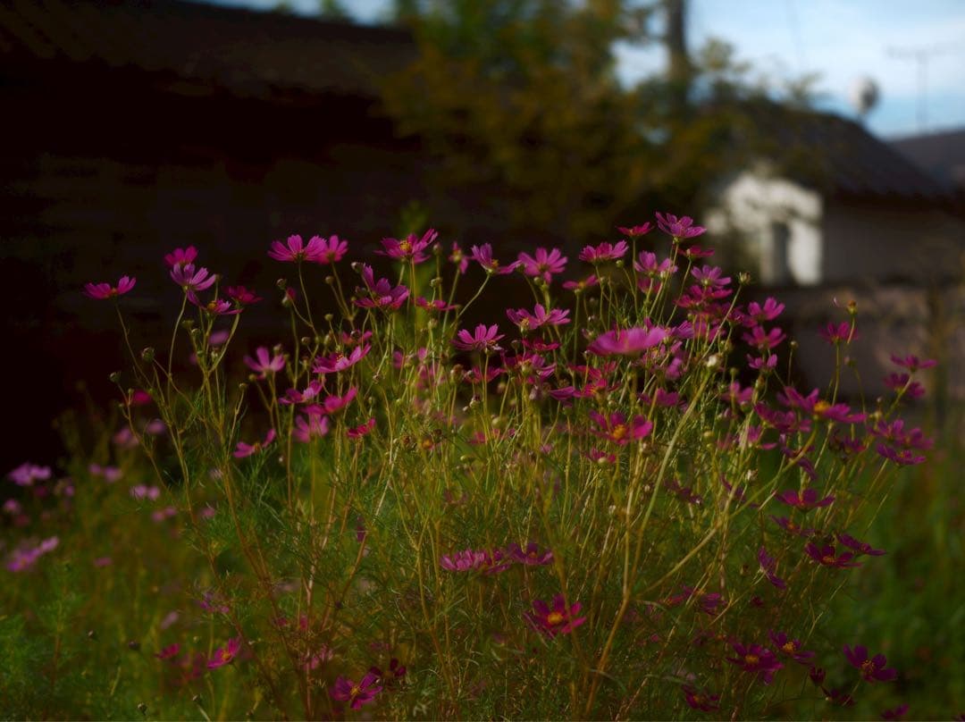 【美品】SIGMA fp ボディ