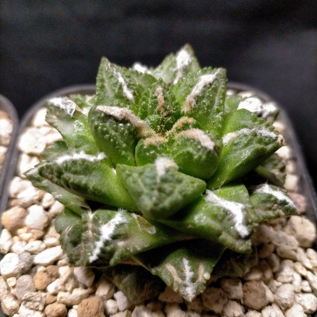 アリオカルプス 連山 短疣亀甲牡丹 2株セット 竜角牡丹 玉牡丹 花牡丹 黒牡丹