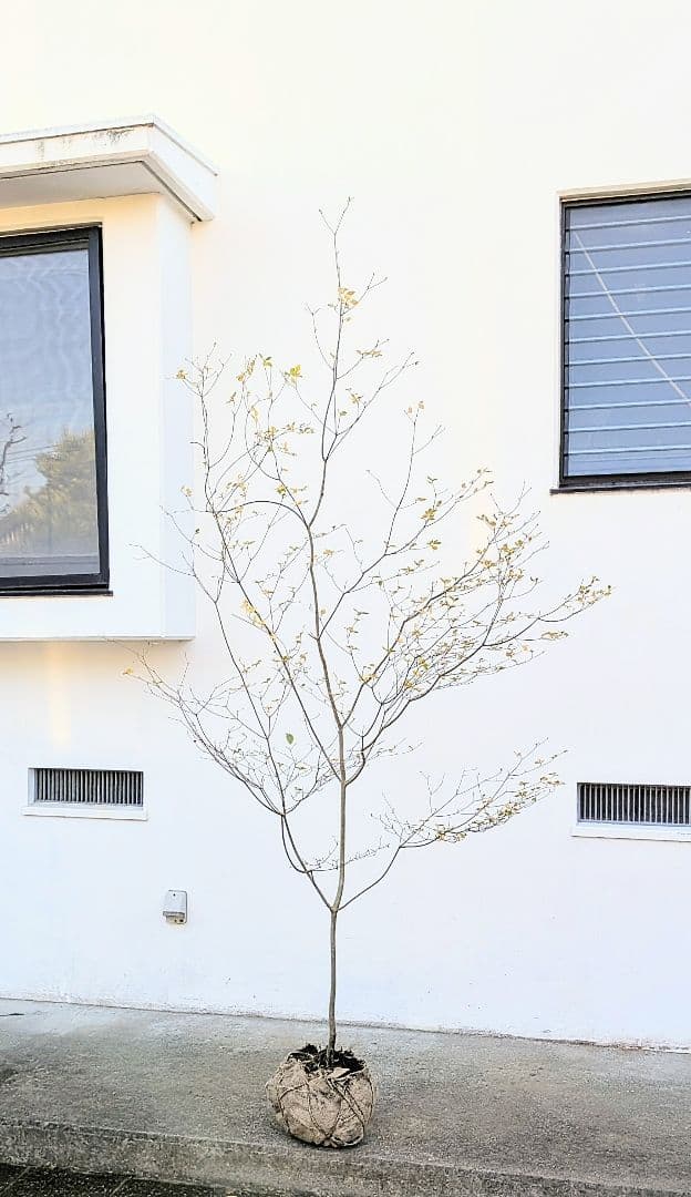 新春特価！。特大の山採りドウダンツツジ。