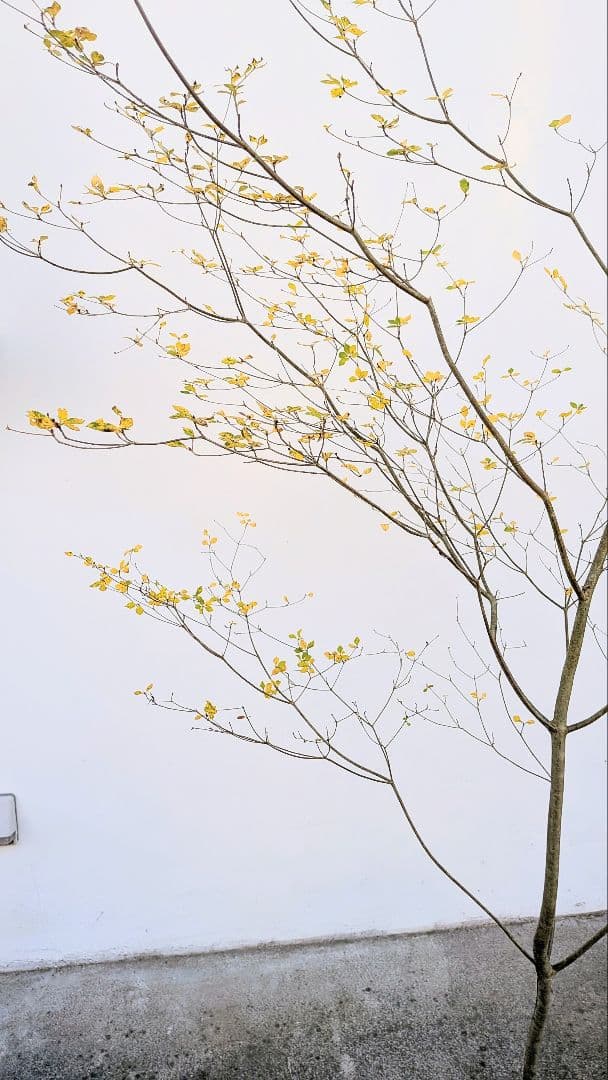 新春特価！。特大の山採りドウダンツツジ。