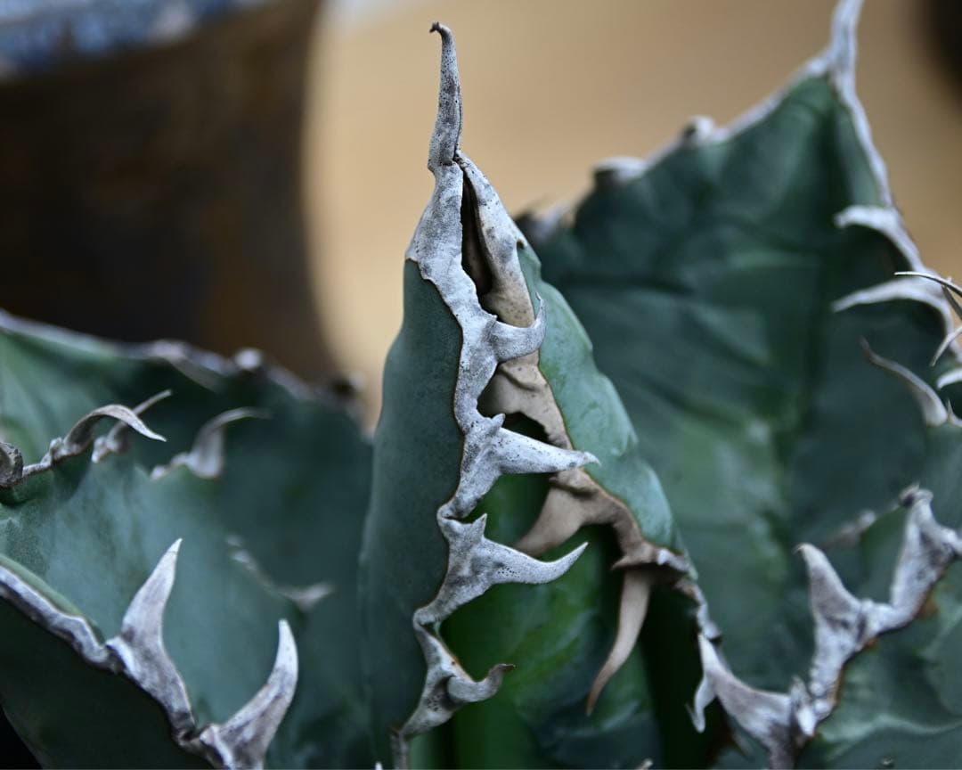 アガベ　チタノタ　ゴジラ　OSP株　成株　親株出品