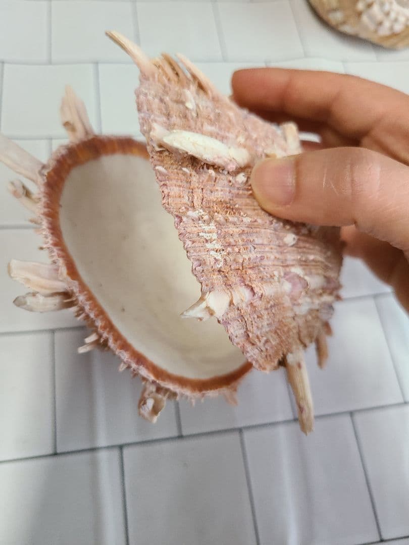 五島列島!特大! 貝殻　貝　標本　コレクション　タカラガイ　アンティーク　化石