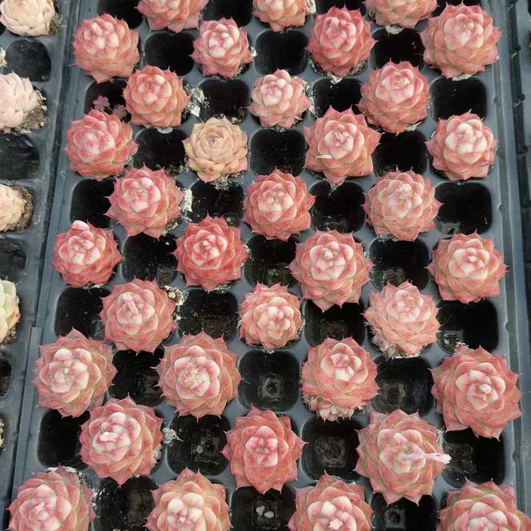 Top【選抜株】多肉植物　23475ホット　ラブ 105個 プラグトレー苗