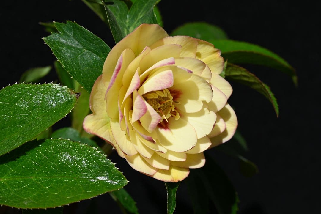 クリスマスローズ　ddゴールドピコティフラッシュ　加藤農園