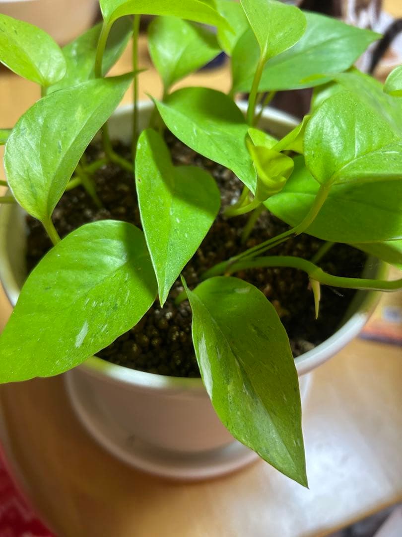 ポトスライムコンパクト