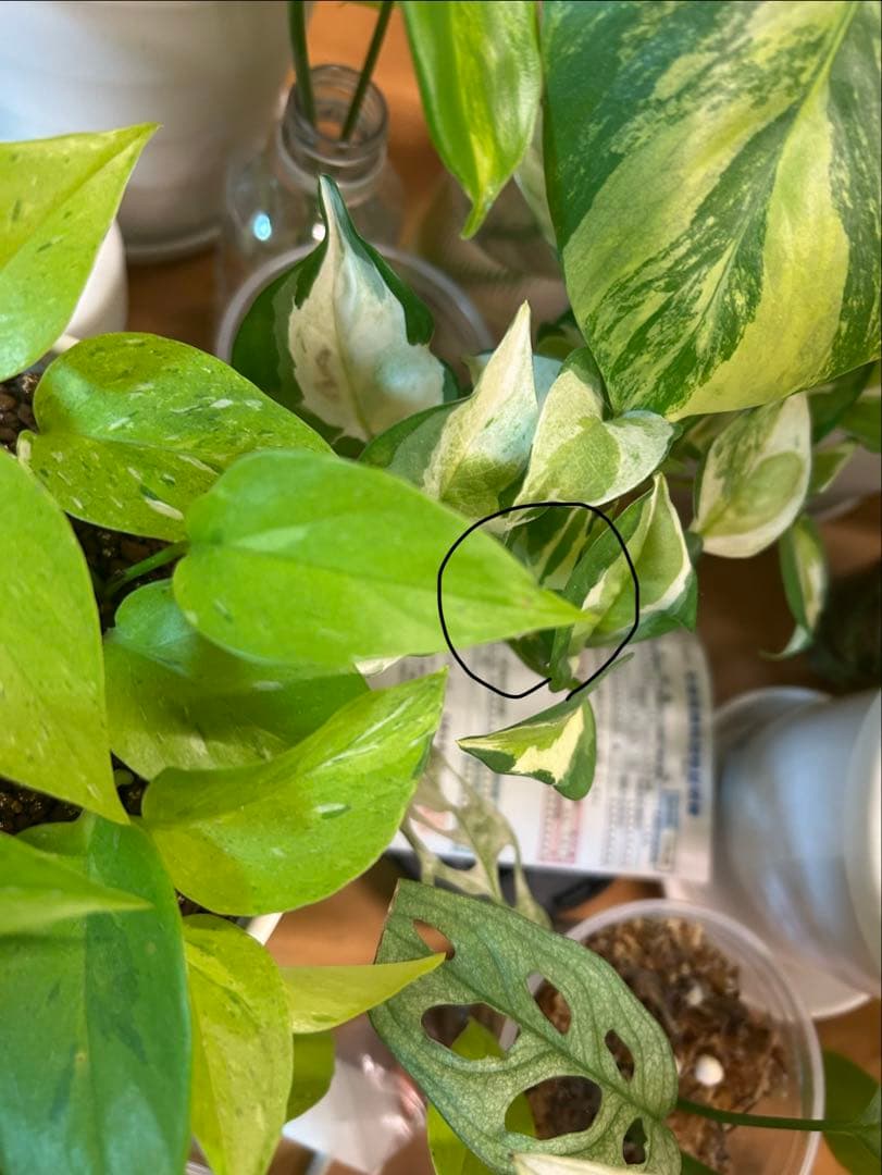 ポトスライムコンパクト