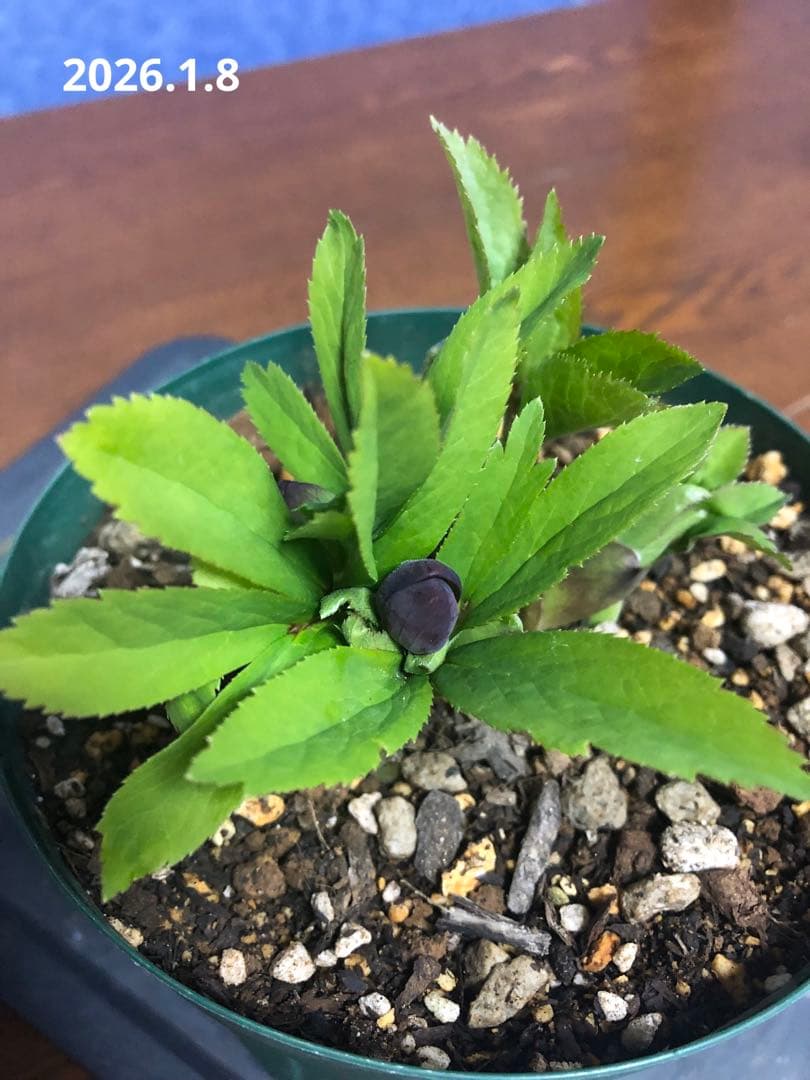 クリスマスローズ　原種　クロアチクス②