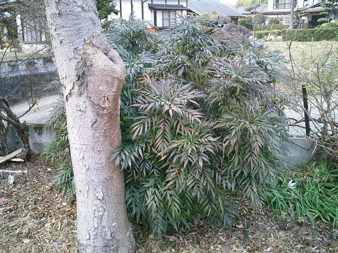 カシオ EXILIM EX-S3 コンデジ 純正バッテリー新品 SDカード2GB