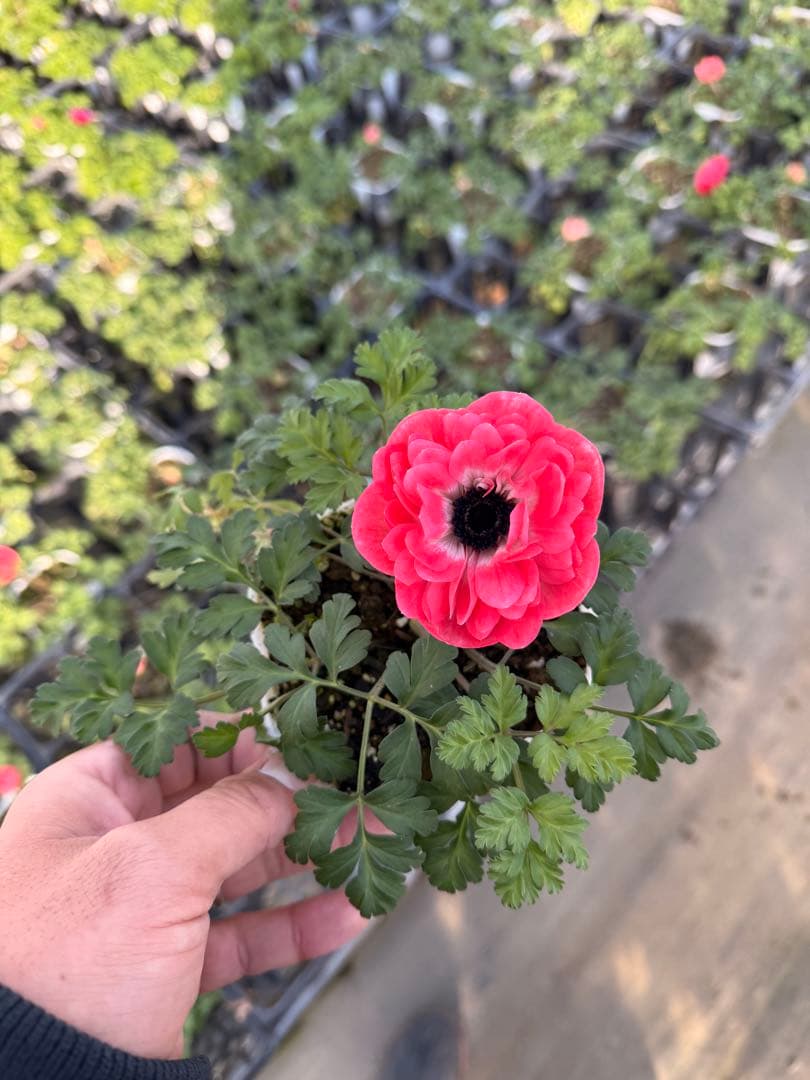 アネモネ ポルトダブル 10.5cm