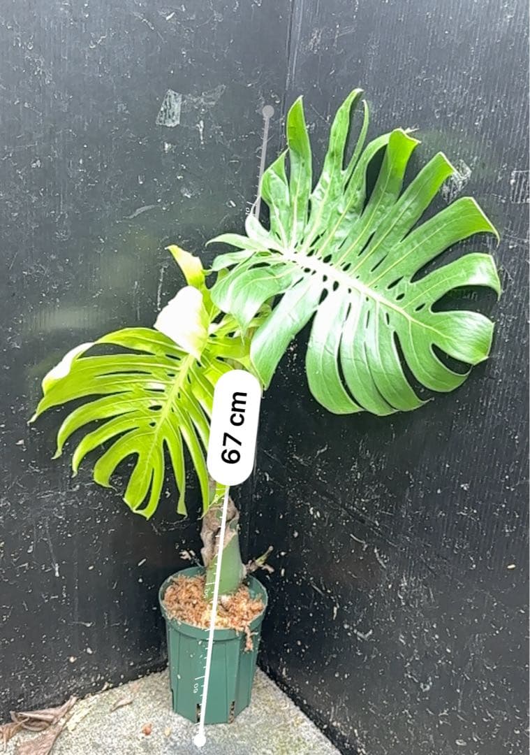 し*け様 モンステラデリシオーサマクロコズム超希少系統鉢植え67㎝
