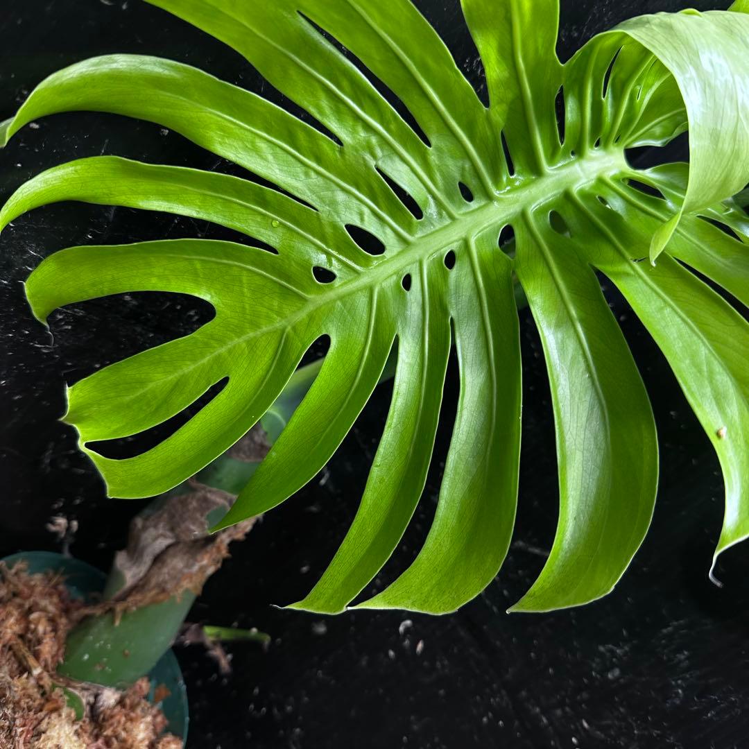 し*け様 モンステラデリシオーサマクロコズム超希少系統鉢植え67㎝