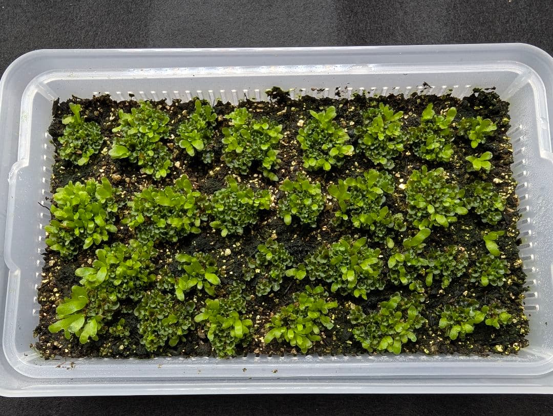 P. willinckii OMG 胞子体前葉体S３