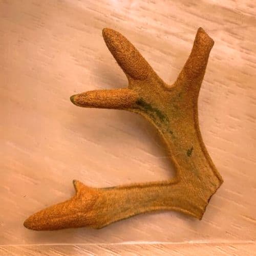 P. willinckii OMG 胞子体前葉体S３