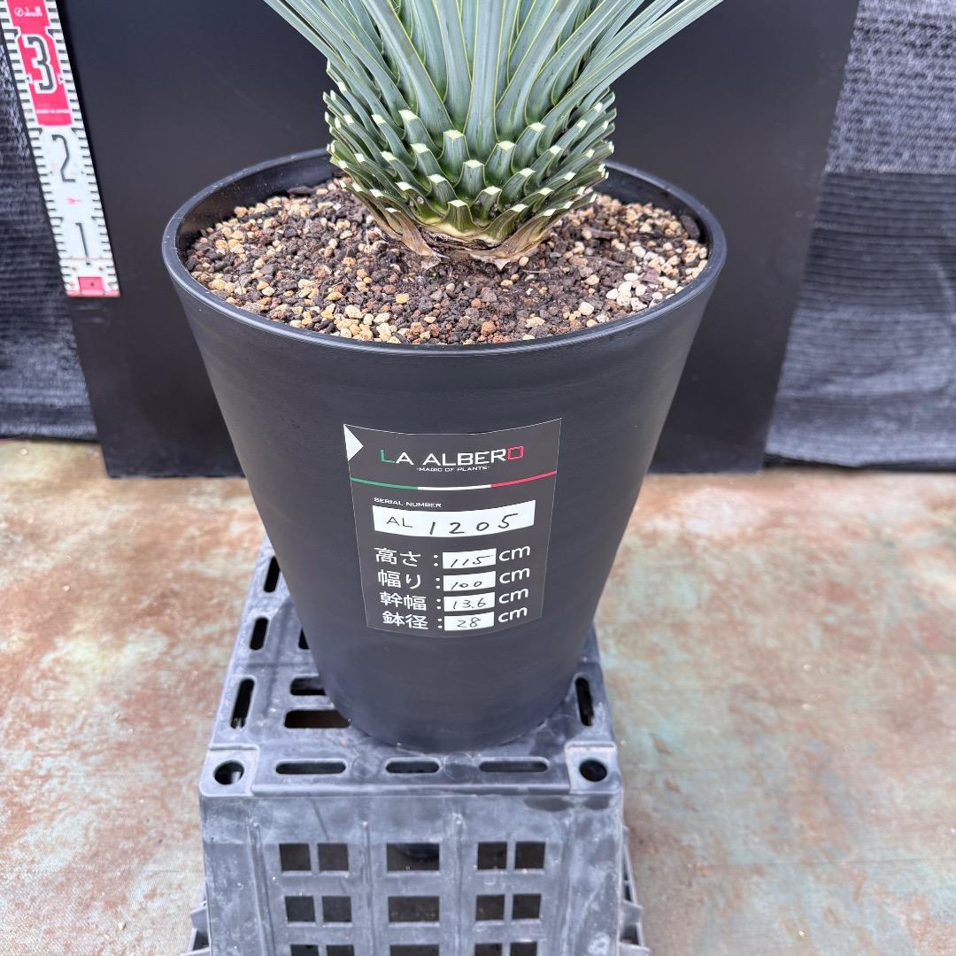 【AL1205】ユッカ　ロストラータ　ランチョブルー（品種名）