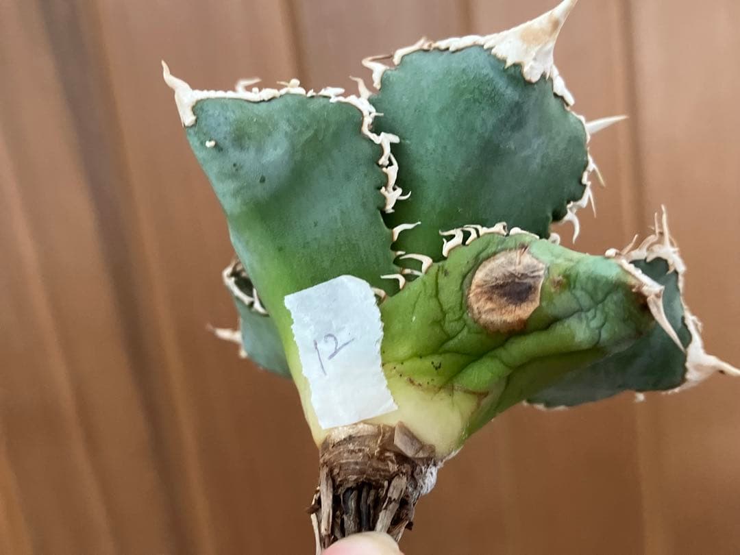 【速達】12 訳あり サイズ大　優秀　アガべ　チタノタ　白豪刺　TC