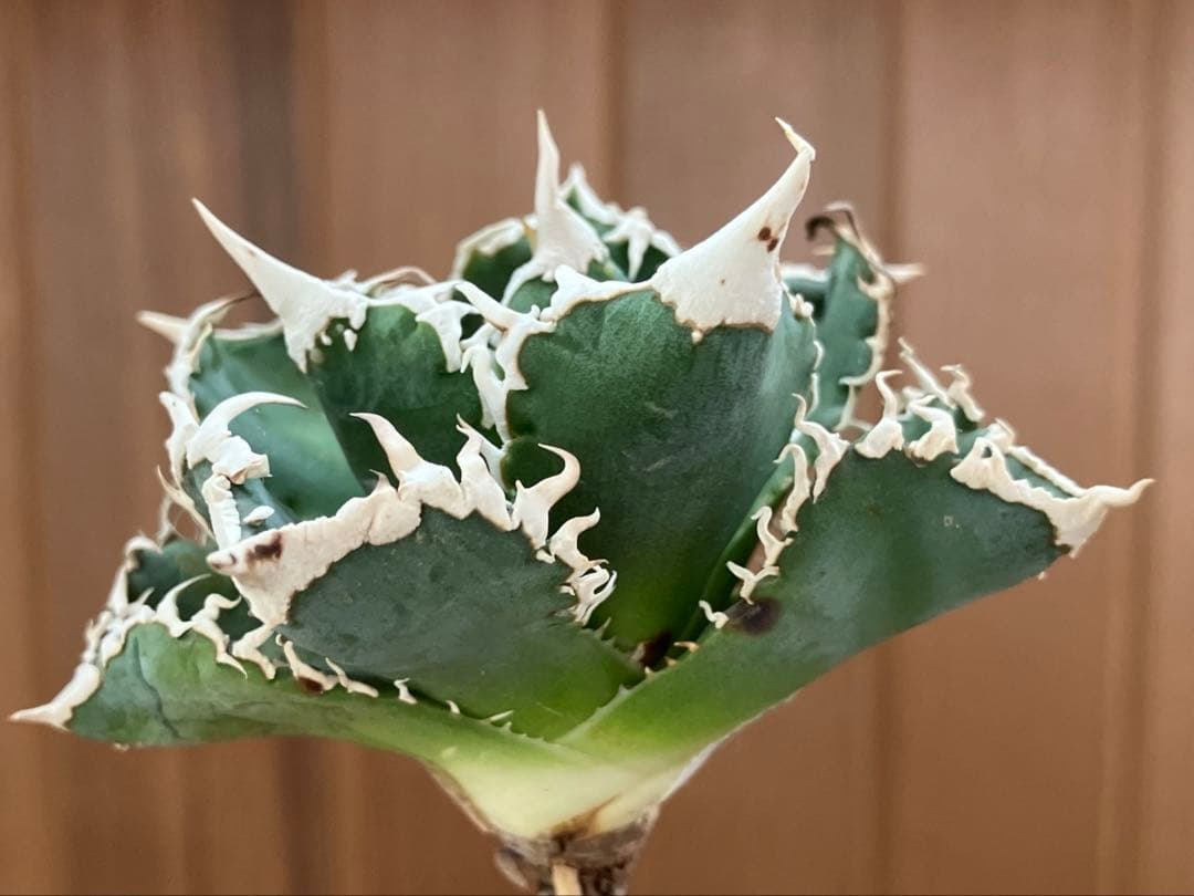 【速達】12 訳あり サイズ大　優秀　アガべ　チタノタ　白豪刺　TC