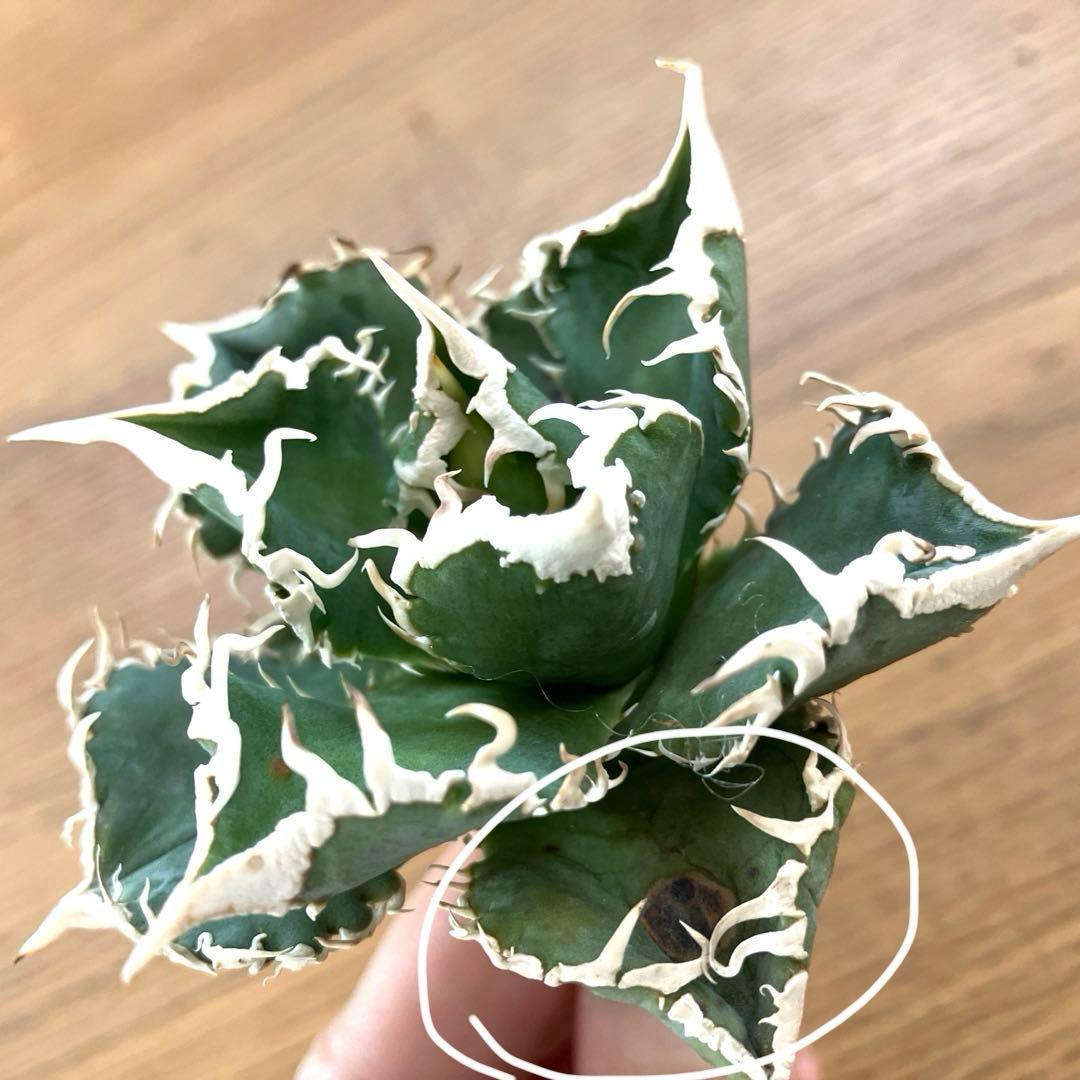 【速達】12 訳あり サイズ大　優秀　アガべ　チタノタ　白豪刺　TC