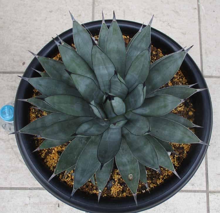 【現品】アガベ・リトルシャーク　ブルーエンペラー　ロイヤルクラウン　10号　AR