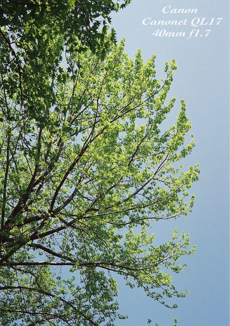 ★完動品＊美品＊初期保証★canon canonet ql17 ★作例多数！