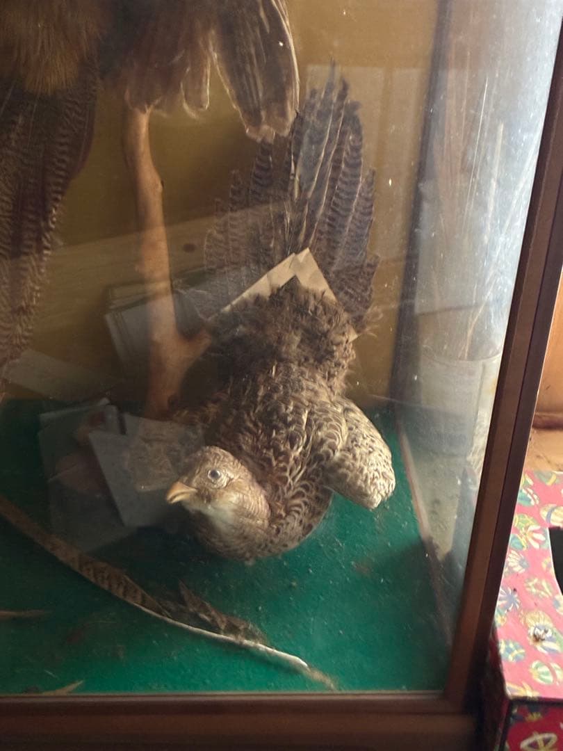 錦鶏高麗鶏 二羽 美しいディスプレイ用