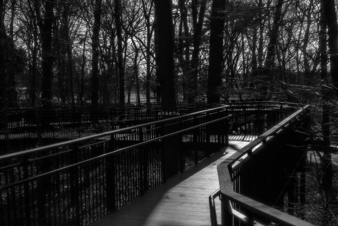 銘玉！Leica Summicron 50mm 1st Collapsible