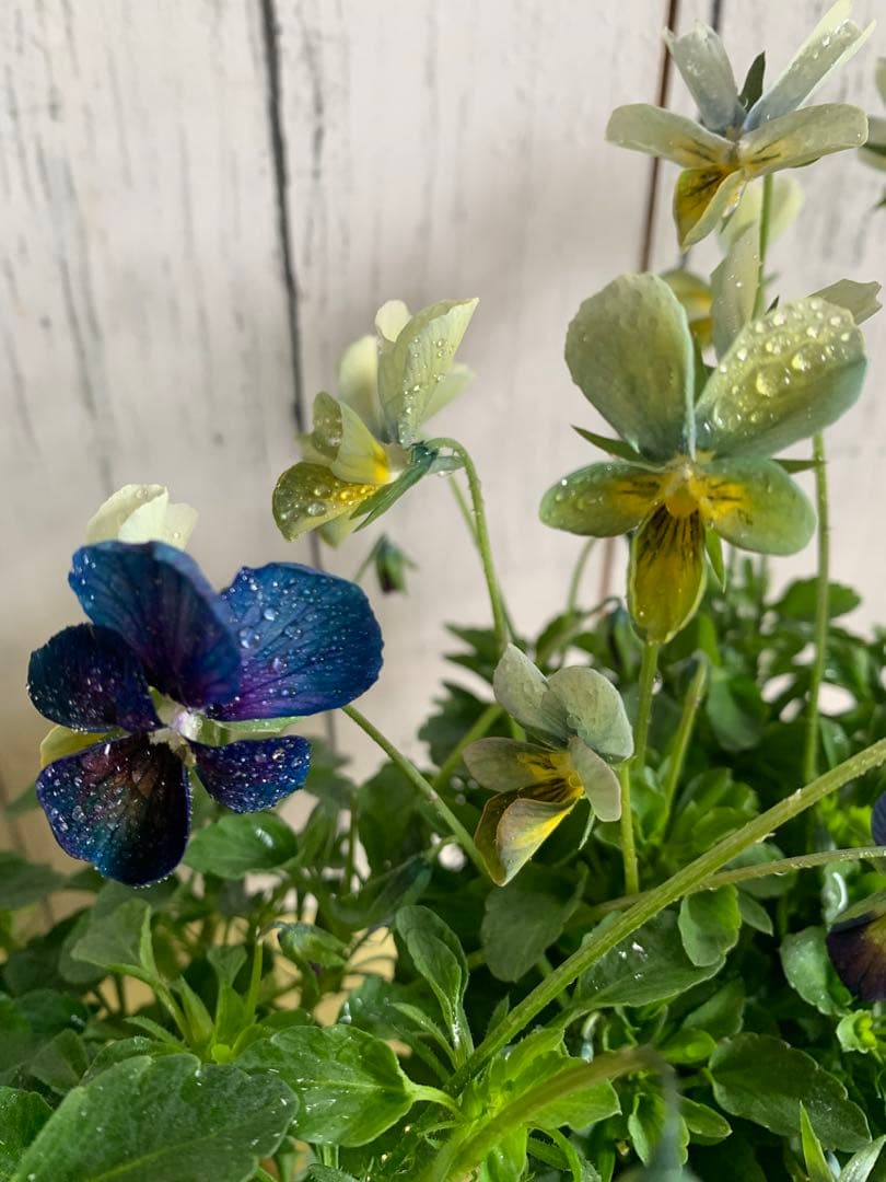 M*I様 パルプンテ　1苗 すみれ図鑑　1苗 shuta's selection