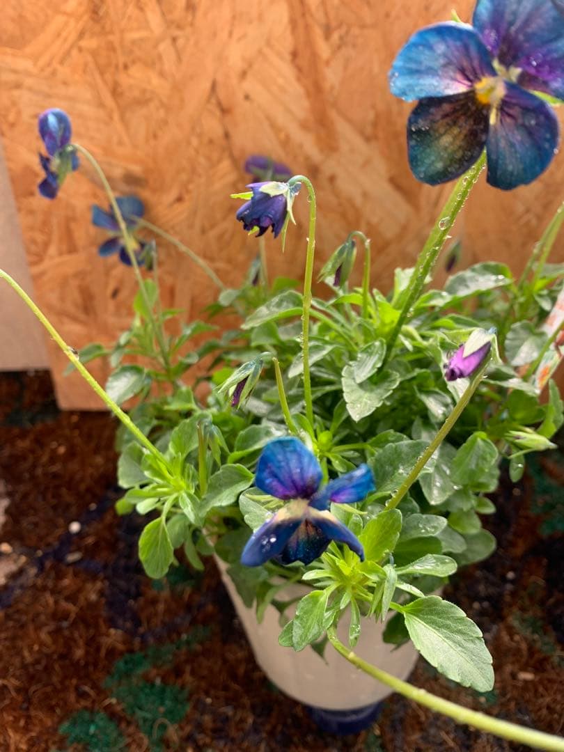 M*I様 パルプンテ　1苗 すみれ図鑑　1苗 shuta's selection