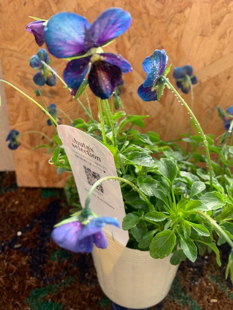 M*I様 パルプンテ　1苗 すみれ図鑑　1苗 shuta's selection