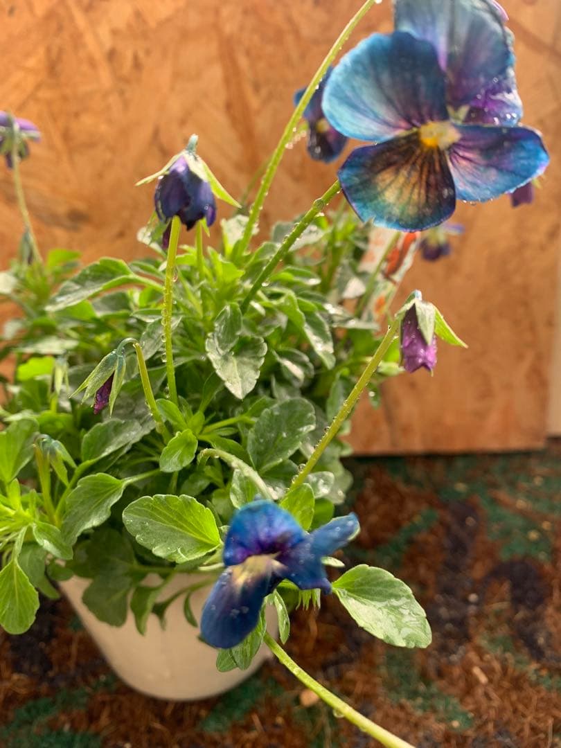 M*I様 パルプンテ　1苗 すみれ図鑑　1苗 shuta's selection