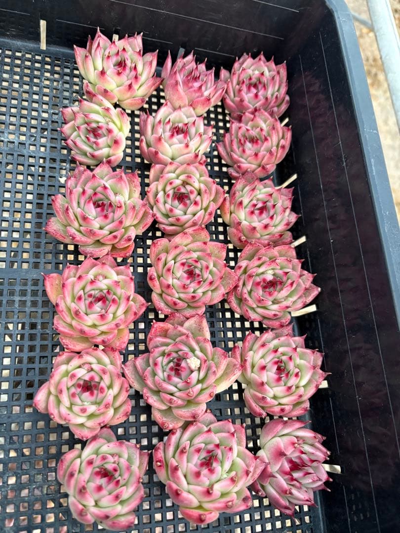 ☆彩乃助☆様 おまとめ追加分